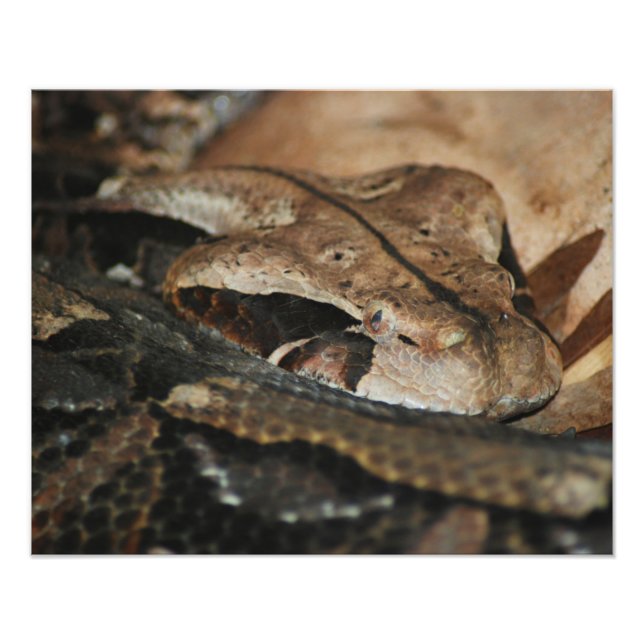 Foto Gaboon Viper Closeup (Frente)