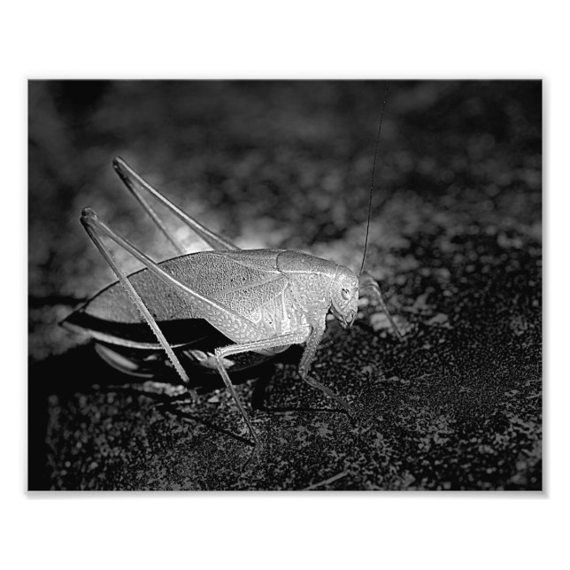 Foto Gafanhoto Katydid No Inseto Preto E Branco 8x10 (Frente)