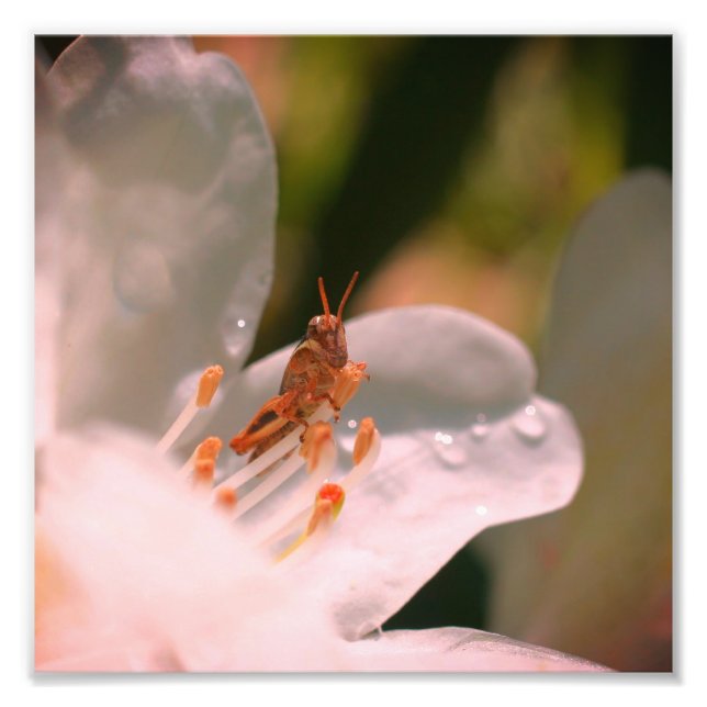 Foto Gafanhoto Pequeno Na Flor Branca Azalea 8x8 (Frente)