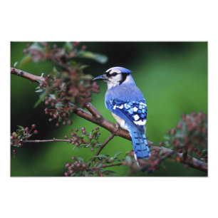 Foto Gaio-azul, Cyanocitta cristata
