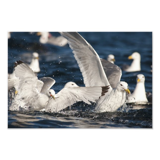 Foto Gaiolas Emergentes (Frente)