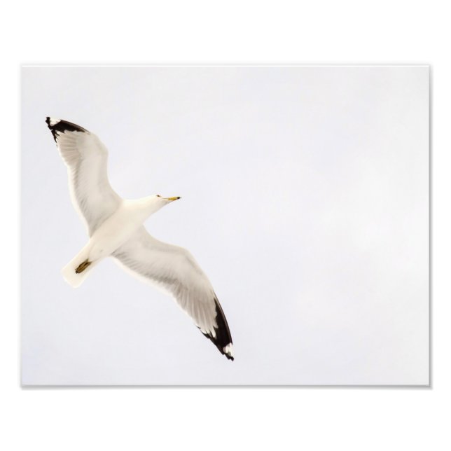 Foto Gaivota (Frente)