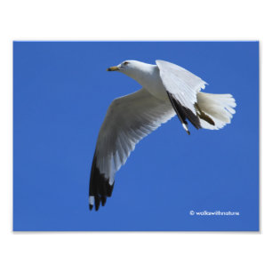 Foto Gaivota com anel de respiração em voo