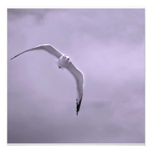 Foto Gaivota em voo preto e branco