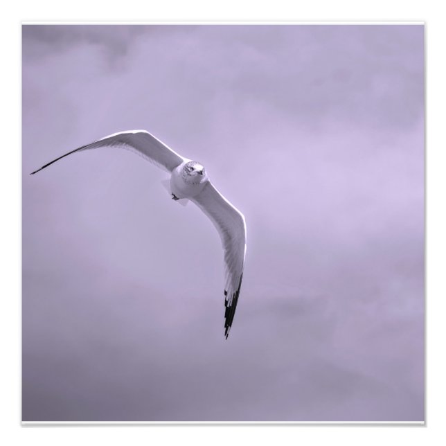 Foto Gaivota em voo preto e branco (Frente)
