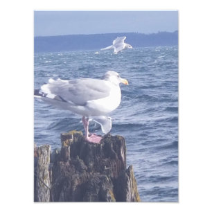 Foto Gaivotas em Port Townsend