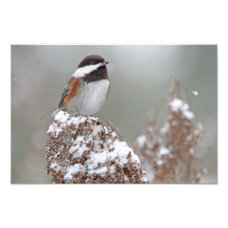 Foto Galinha-do-castanho-do-mato na neve