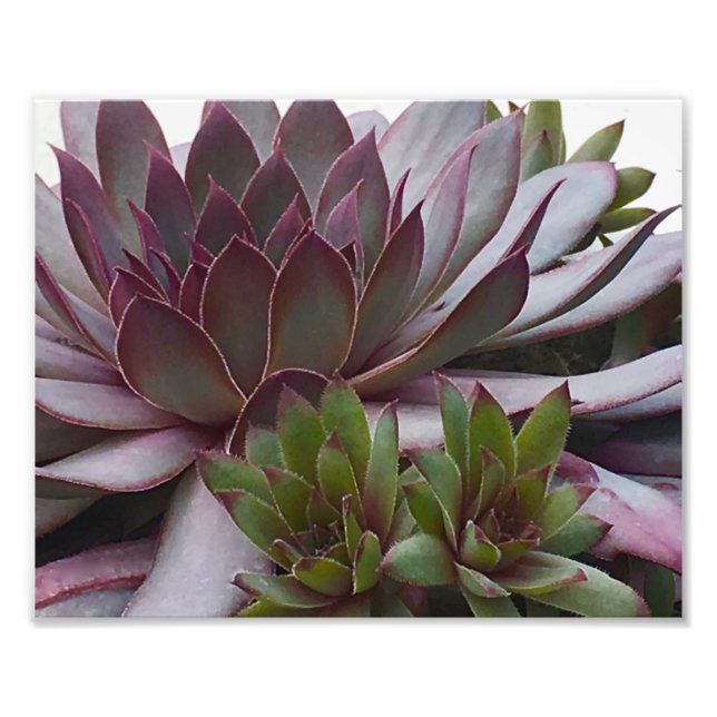 Foto Galinhas e Pintinhos (Frente)