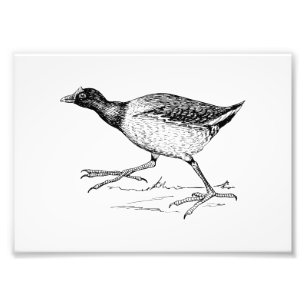 Foto Gallinule Bird Drawing