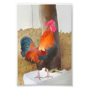 Foto Galo Krähender