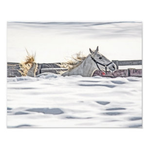Foto Galopagem De Cavalo Branco Na Neve