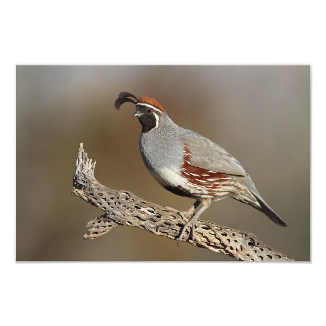 Foto Gambel's Quail (Frente)