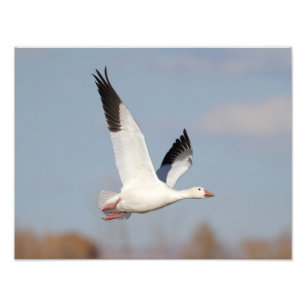 Foto Ganso alto no céu