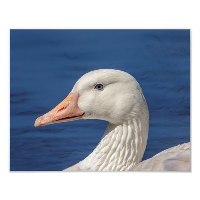 Foto Ganso branco canadense 14x11 (Frente)
