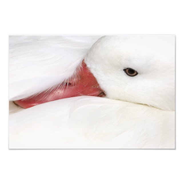 Foto Ganso da Neve Chen caerulescens (Frente)