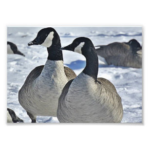 Foto Gansos canadenses no inverno