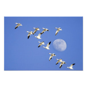 Foto Gansos da neve voam no Freezeout Lake NWR