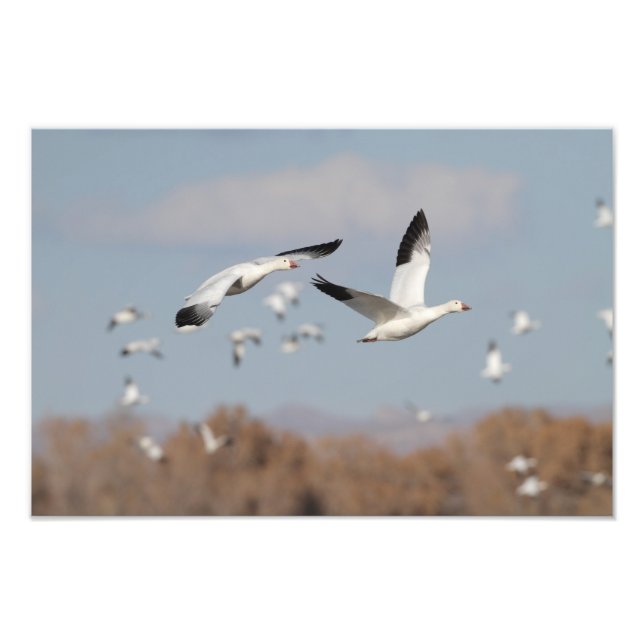 Foto Gansos no Céu Bosque (Frente)