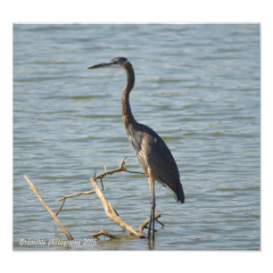 Foto Garça-real de grande azul