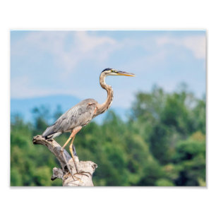 Foto garça-real de grande azul 10x8