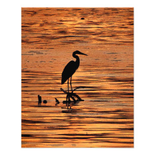 Foto Garça-real de grande azul no por do sol