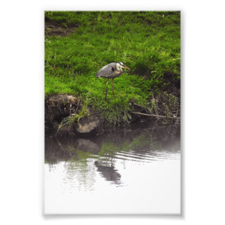 Foto Garça Reflexo