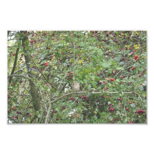 Foto Garden Warbler and Blue Tit (Frente)