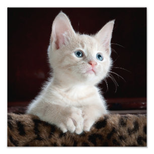 Foto Gatinho Branco Adorável com Olhos Azuis e Nariz R