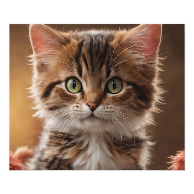 Foto Gatinho Gato (Frente)