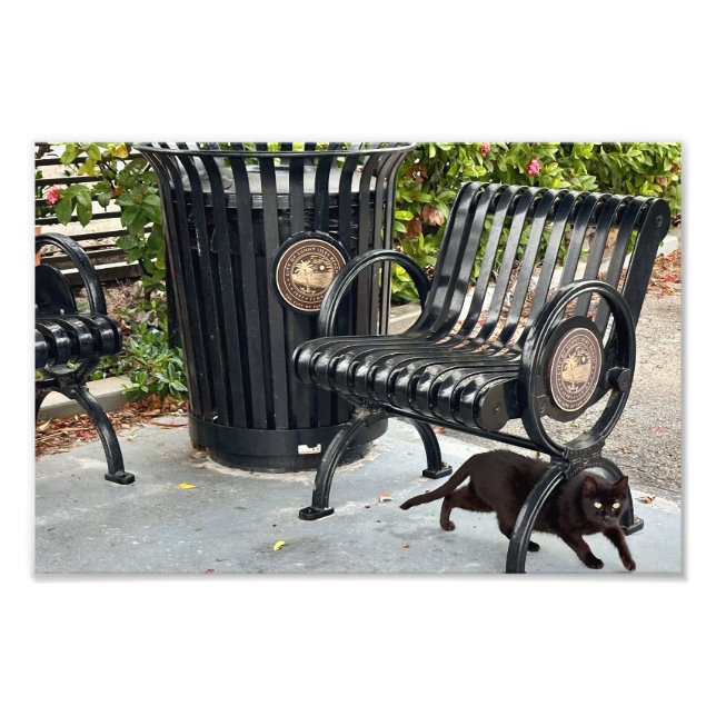 Foto Gatinho no Parque (Frente)