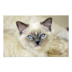 Foto gatinho Ragdoll