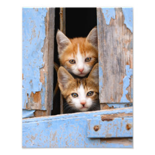 Foto Gatinhos bonitos do gato na janela azul Paperprint