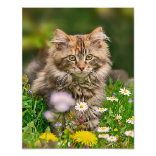 Foto Gato bonito do gatinho do racum de Maine em um