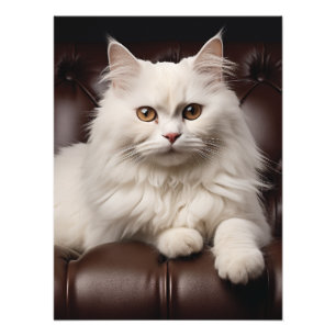 Foto Gato branco majestoso