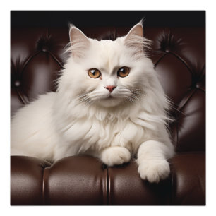 Foto Gato branco majestoso
