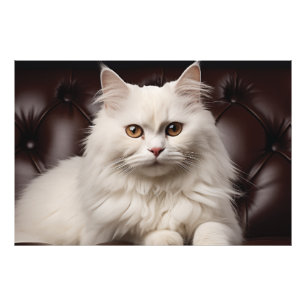 Foto Gato branco majestoso