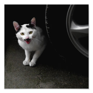 Foto Gato com bigode