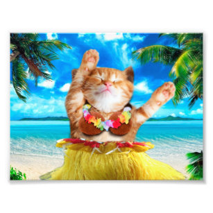 Foto Gato-dançarino havaiano