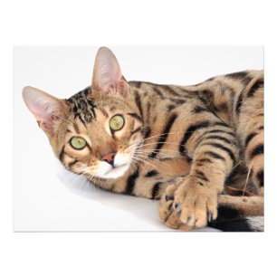 Foto Gato de Bengala deitado