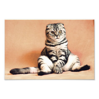 Foto Gato de dobra escocesa