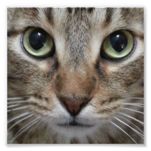 Foto Gato de gato malhado de Brown