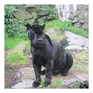 Foto Gato do Big Black Jaguar sentado em rock