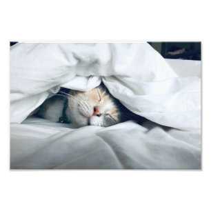 Foto Gato Dormindo Debaixo de Cobertor Branco