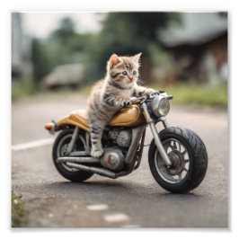 Foto Gato engraçado