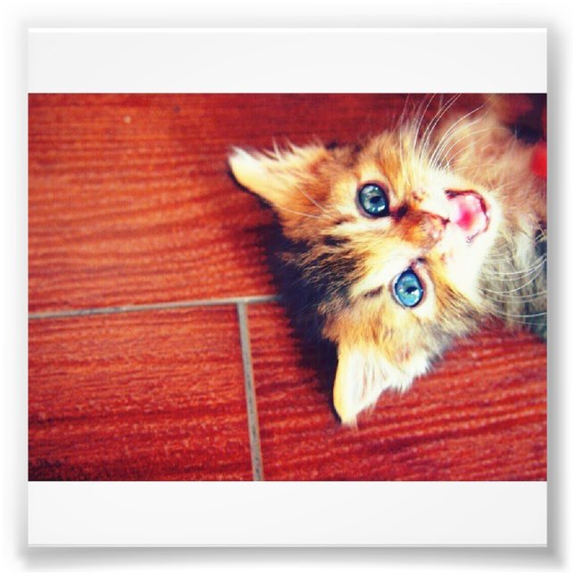 Foto Gato fofo (Frente)