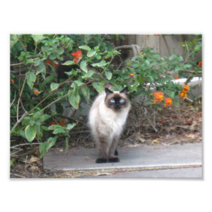 Foto Gato Himalaia da mistura