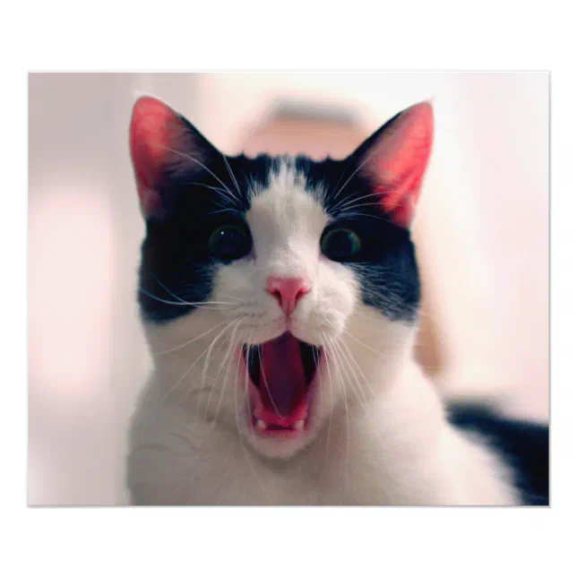 30 memes para alegrar a sua semana  Memes engraçados de gato, Memes  engraçados, Engraçado