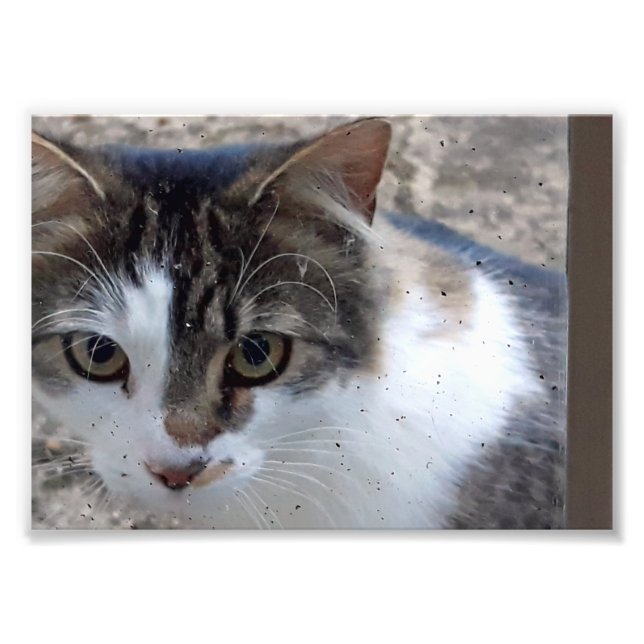 Foto Gato na janela (Frente)