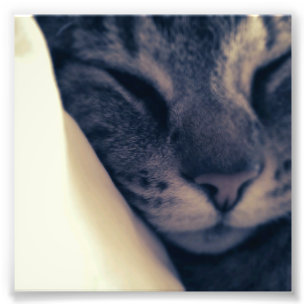 Foto Gato preguiçoso
