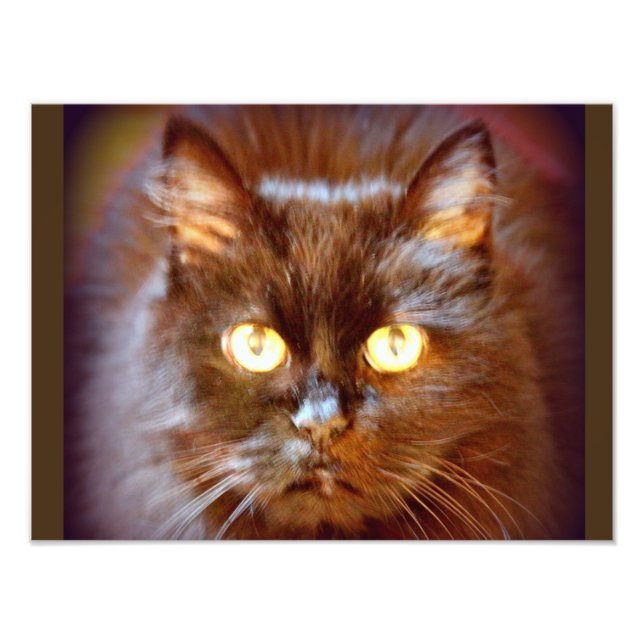 Foto gato preto (Frente)
